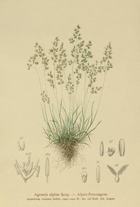 アルパインベントグラス（Agrostis alpina、Aira flavescens） 作： German School