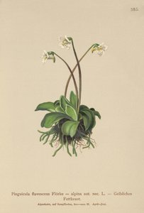 アルパインバターワート（Pinguicula flavescens、Pinguicula alpina）