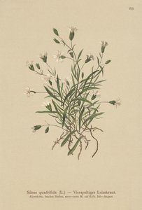 アルパインカンピオン（Silene quadrifida、Ixoca quadrifida）
