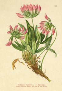 アルパインクローバー（Trifolium alpinum） 作： German School