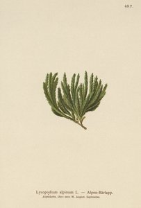 アルパインクラブモス（Lycopodium alpinum、Diphasiastrum alpinum） 作： German School