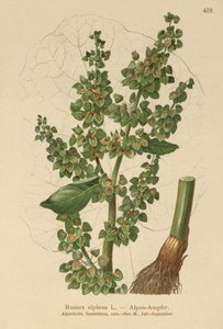 アルパインドック（Rumex alpinus） 作： German School