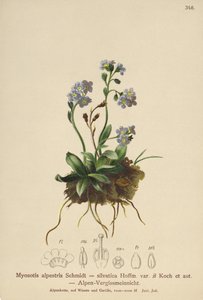高山ワスレナグサ（Myosotis alpestris、Myosotis silvatica） 作： German School