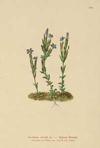 高山リンドウ（Gentiana nivalis） 作： German School