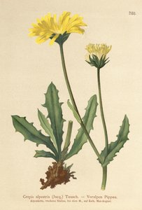 アルパインホークスビアード（Crepis alpestris） 作： German School