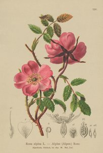 アルパインヘッジローズ（Rosa alpina、Rosa pendulina） 作： German School