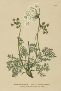 Alpine Lovage（My mutellina、Lovage mutellina） 作： German School