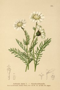 アルパインメイウィード（Anthemis alpina、Achillea oxyloba subsp。schuri） 作： German School