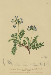 アルパインミルクヴェッチ（Astragalus alpinus、Phaca astragalina） 作： German School