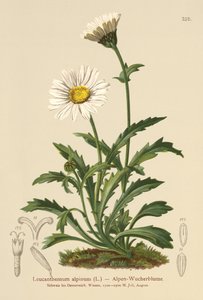 アルパインムーンデイジー（Leucanthemum alpinum、Leucanthemopsis alpina、Chrysanthemum alpinum、Tanacetum alpinum） 作： German School
