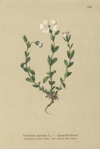 高山マウス耳（Cerastium alpinum）