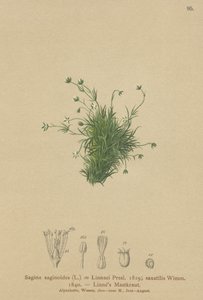 アルパインパールワート（Sagina saginoides、Sagina Linnaei、Sagina saxatilis） 作： German School