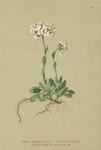 アルパインペニークレス（Thlaspi alpinum、Noccaea alpestris subsp。alpestris、Thlaspi minimum、Noccaea crantzii、Thlaspi kerneri、Thlaspi alpinum var。kerneri、Thlaspi alpestre）