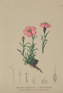 アルパインピンク（Dianthus alpinus） 作： German School