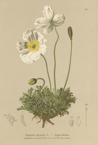 アルパインポピー（Papaver alpinum、subsp。alpinum） 作： German School