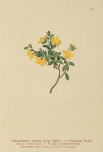 アルパインロックローズ（Helianthemum alpestre、Helianthemum Olandicum var。hirtum、Helianthemum montanum） 作： German School