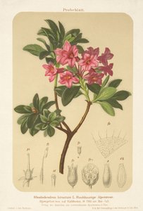 アルパインローズ（Rhododendron hirsutum） 作： German School