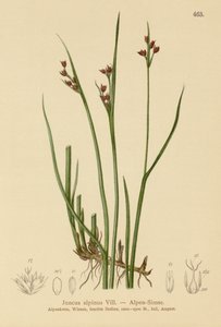 アルパインラッシュ（Juncus alpinus、Juncus alpinoarticulatus） 作： German School