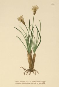 アルパインセッジ（Carex curvula） 作： German School