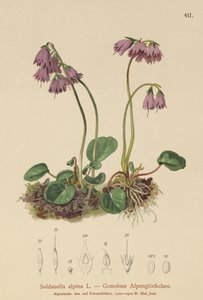 アルパインスノーベル（Soldanella alpina） 作： German School