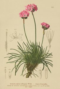 アルパインスリフト（Armeria alpina） 作： German School