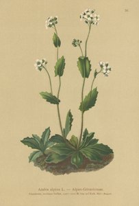 高山の壁-クレス（Arabis alpina） 作： German School