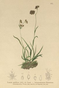 アルパインウッドラッシュ（Luzula alpinopilosa、Luzula spadicea） 作： German School