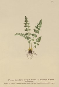 アルパインウッドシア（Woodsia alpina、Woodsia hyperborea、Woodsia intermedia、Woodsia pubescens、Acrostichum alpinum、Acrostichum hyperboreum、Ceterach alpina、Polypodium arvonicum） 作： German School
