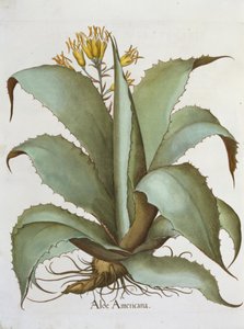 アメリカンアロエ：バジルベスラー作のHortus Eystettensisのアロエアメリカーナ（1561-1629）、パブ。 1613