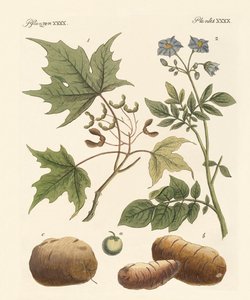 アメリカの植物 作： German School