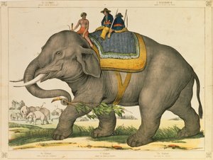 1860年頃、マインツのジョセフショルツが出版した絵の大判を象が狩っていた