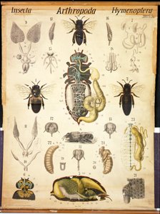 Anas of the Apis、No.XXVII、Leuckarts Zoological Wall Chart、1877-98 作： German School