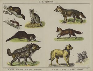 動物（カラーリトグラフ 作： German School