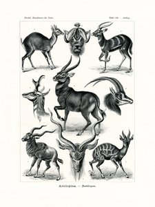 アンチロピナ、1899-1904 作： German School