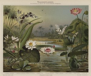 水生植物 作： German School