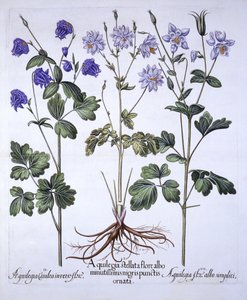 Aquilegia、Hortus Eystettensis、バジルベスラー（1561-1629）、パブ。 1613（手描きの彫刻） 作： German School
