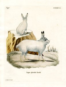 ホッキョクウサギ（彩色済み彫刻 作： German School