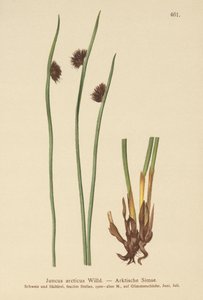 北極ラッシュ（Juncus arcticus） 作： German School