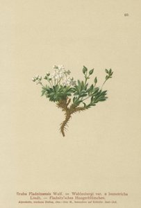 北極ドラバ（Draba Fladnitzensis、Draba altaica、Draba Wahlenbergi）