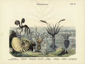節足動物、1860年頃 作： German School