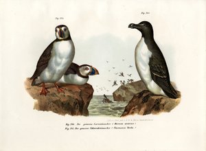 Artic Puffin、1864 作： German School