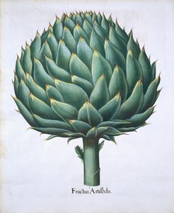 バジルベスラー（1561-1629）パブによるHortus Eystettensisのアーティチョーク。 1613（手描きの彫刻） 作： German School