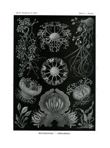 子嚢菌、1899-1904 作： German School