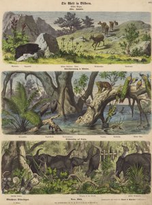 アジア：山の動物と植物、インド東部の洪水、セイロンでの象の捕獲（カラー図版 作： German School