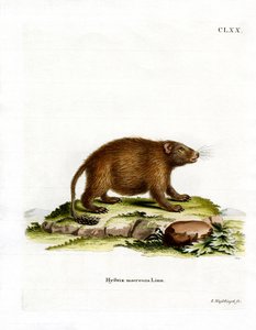 アジアのブラシ・テール付きヤマアラシ（カラー彫刻