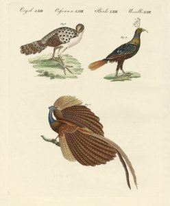 アジアの鳥（彩色済み彫刻 作： German School