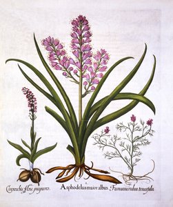 アスフォデル、バーントオーキッド、フマリアSpicata、Hortus Eystettensis、Basil Besler（1561-1629）、パブ。 1613（手描きの彫刻） 作： German School