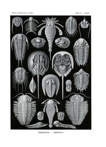 アスピドニア、1899-1904 作： German School