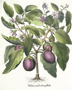 茄子、バジルベスラー（1561-1629）によるEystettensisから青白いメランツァーナ果実、パブ。 1613 作： German School