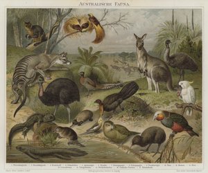 オーストラレーシア動物群 作： German School